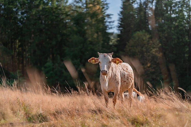 Weiße Zwergzebu Färse mit roten Flecken steht alleine auf einer Wiese