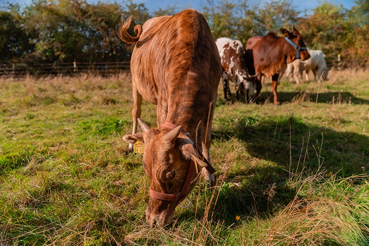 Rotbraun gestromte Zwergzebu Färse beim Grasen