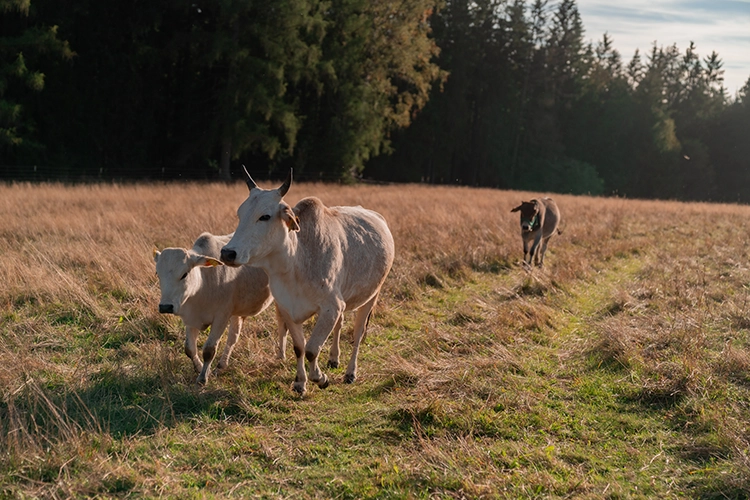 Weiße Zwergzebukuh läuft zusammen mit ihrem weißen Kalb über die Weide.