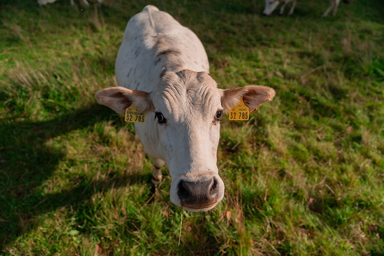 Weiße Zwergzebu Färse, die mit großen Augen in die Kamera blickt