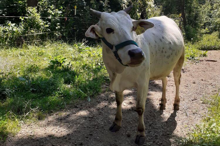 Zwergzebu Kuh weiß