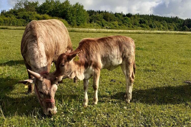 braun gestromtes weibliches Zwergzebu Kalb Lotte