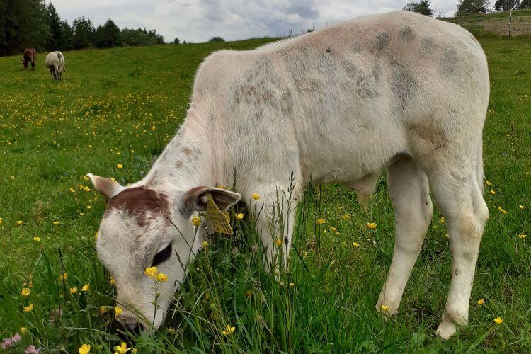 Zwergzebu Bullenkalb weiß mit brauner Stirn
